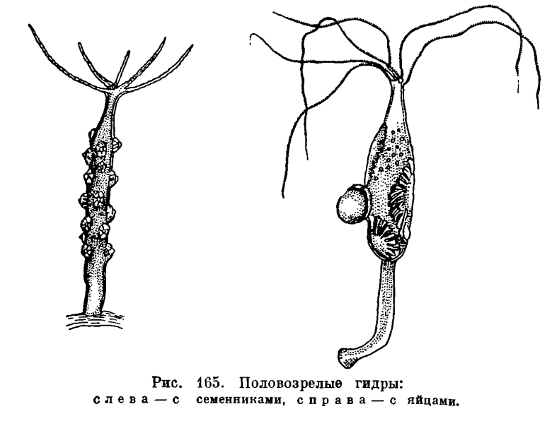 Свежие ссылки кракен